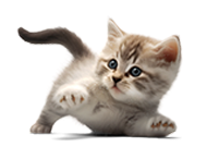 Pet My Paw - In Home Pet Care & Sitting