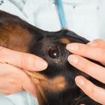 What to Do If Your Pet Scratches Their Eye